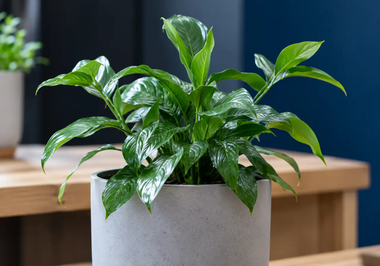 Footer Plant